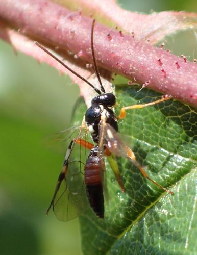 Réf. 204 400 : Diplazon laetatorius